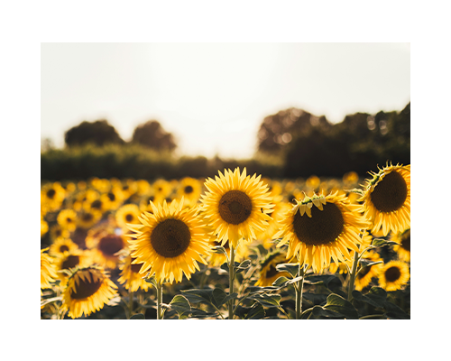Fermentoil Sunflower seed