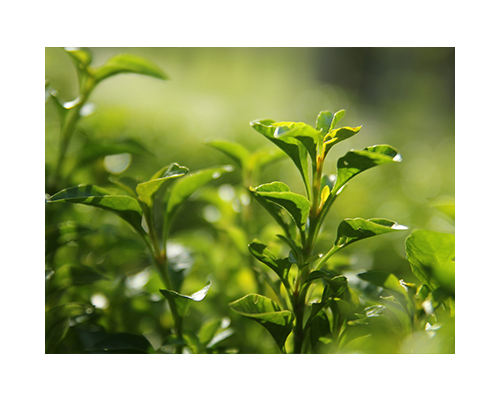 Fermentoil Green tea seed