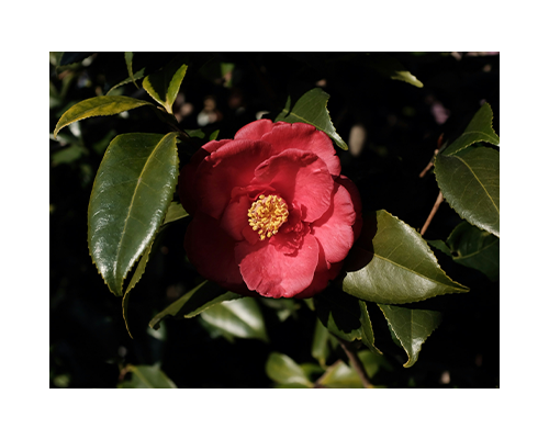 Fermentoil Camellia seed
