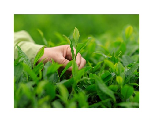 Green Tea Leaf Exosome