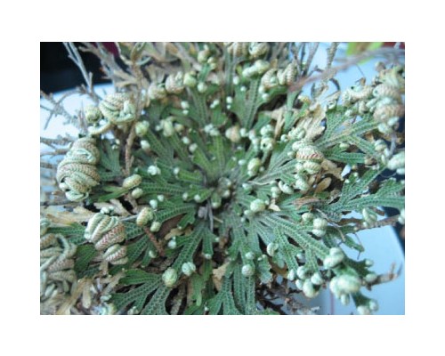 Resurrection Plant Leaf Exosome