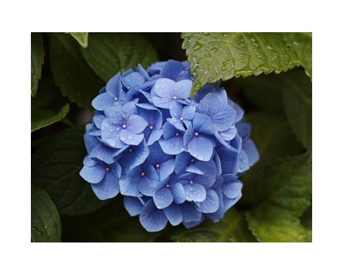 Hydrangea Petal Exosome