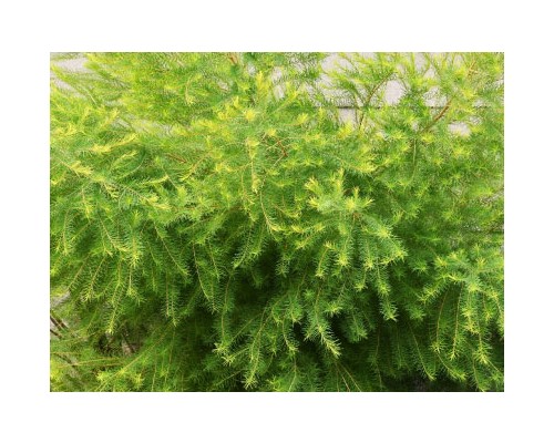 Tea Tree Exosome