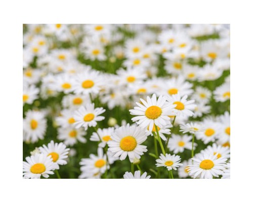 Chamomile Petal Exosome