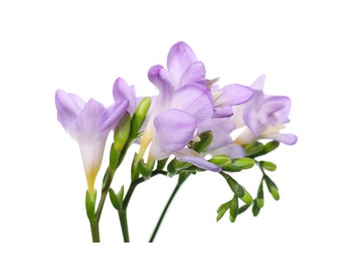 Freesia Petal Exosome