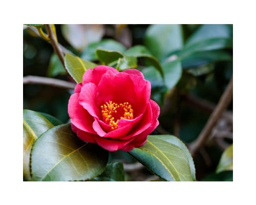 Camellia Petal Exosome