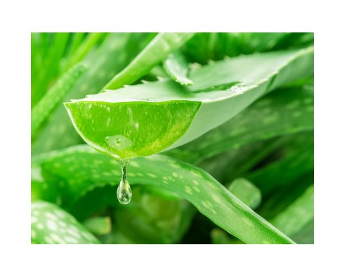 Aloe Vera Exosome