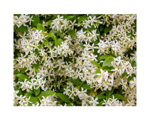 Jasmine Petal Exosome