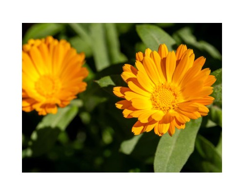 Calendula Petal Exosome