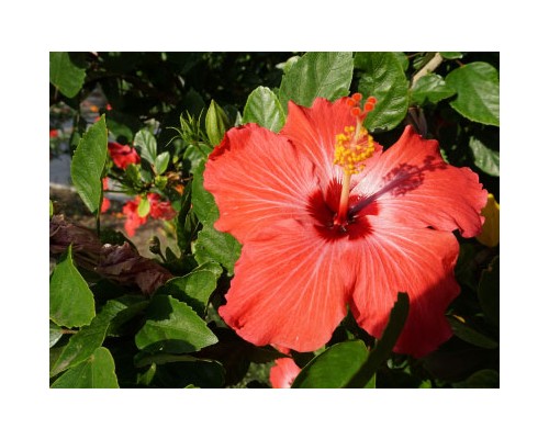 Hibiscus Petal Exosome