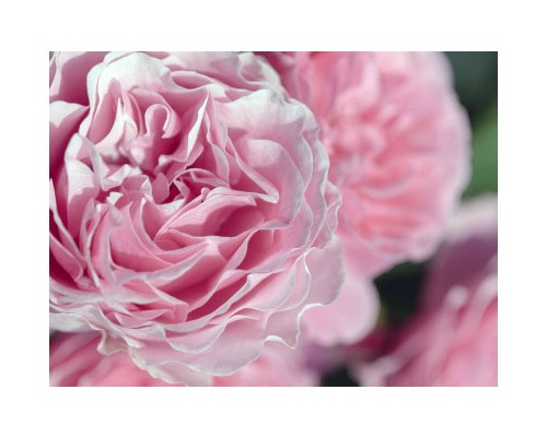 Damask Rose Petal Exosome